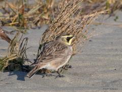 20190121 Strandleeuwerik