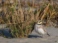 20190122 Strandleeuwerik Al een aantal jaren hoopte ik een keer de strandleeuwerik tegen te komen. Nu is het gelukt dankzij aanwijzingen op waarneming.nl. Ik moest er wel voor naar Terneuzen want daar zaten er enkele langs de oever van de Westerschelde. De meeste kans heb je in november en normaliter zitten ze alleen op de waddeneilanden of Friesland, helemaal in het noorden dus. Maar soms, bij streng winterweer kunnen ze afzakken ook naar Zeeland en nog meer zelden ook een beetje meer het binnenland in.