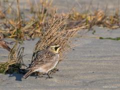 20190123 Strandleeuwerik Ze doen hun naam eer aan, ze vertoeven echt wel op het strand. Ik zag ze eerst op de dijk landen, van daaruit wordt gekeken of de kust veilig is en zo ja dan landen ze op het zand. Ze zoeken er wat te eten. Dat doen ze in het zand en aan de struikjes. Wat ze in het zand vinden, zou het niet weten, aan de struikjes zag ik ze zaadjes eten, ik denk uit een aar van zeeweegbree? Ze vormen hechte kleine groepjes in de winter, houden elkaar goed in de gaten, vliegt er een op dan volgt de r