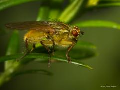 20170309 Strontvlieg In het Engels heet ie niet voor niets The Golden Dung Fly. Je moet immers echt aan goud denken door die mooie kleur en glans. Het is de mooiste familie van de strontvliegen denk ik die je gewoon in je tuin tegen kunt komen.