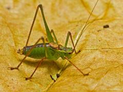 20170821 Struiksprinkhaan Elk jaar zie ik wel enkele struiksprinkhaantjes in de tuin als het hun seizoen is. Ze komen ook wel op licht. De mannetjes bereiken een lengte van 10 tot 13 millimeter, de vrouwtjes zijn 13 tot 18 mm lang. De struiksprinkhaan komt overal in Nederland en België voor en woont in verschillende biotopen zoals parken, heidevelden, tuinen en wegbermen. De sprinkhaan zelf is meestal te vinden in lagere begroeiing, de nimfen leven dichter bij de bodem op bloemen. De volwassen struiksprinkh