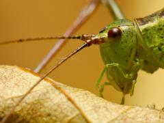 20170821 Struiksprinkhaan Elk jaar zie ik wel enkele struiksprinkhaantjes in de tuin als het hun seizoen is. Ze komen ook wel op licht. De mannetjes bereiken een lengte van 10 tot 13 millimeter, de vrouwtjes zijn 13 tot 18 mm lang. De struiksprinkhaan komt overal in Nederland en België voor en woont in verschillende biotopen zoals parken, heidevelden, tuinen en wegbermen. De sprinkhaan zelf is meestal te vinden in lagere begroeiing, de nimfen leven dichter bij de bodem op bloemen. De volwassen struiksprinkh