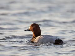 20190414 Tafeleend De tafeleend is het hele jaar in Nederland aanwezig, maar er zijn er ook die in Nederland alleen overwinteren vanaf september tot en met maart. De Tafeleend is beschermd op grond van de Europese Vogelrichtlijn en de Wet natuurbescherming. Voor deze soort zijn in Nederland Natura 2000-gebieden aangewezen als niet-broedvogel. Zo kun je de soort talrijk vinden de afgelopen maanden bijvoorbeeld bij de Philipsdam. Zo opvallend als het mannetje van de tafeleend is, zo onopvallend is het vrouwtj