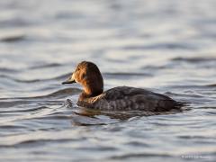 20190414 Tafeleend De tafeleend is het hele jaar in Nederland aanwezig, maar er zijn er ook die in Nederland alleen overwinteren vanaf september tot en met maart. De Tafeleend is beschermd op grond van de Europese Vogelrichtlijn en de Wet natuurbescherming. Voor deze soort zijn in Nederland Natura 2000-gebieden aangewezen als niet-broedvogel. Zo kun je de soort talrijk vinden de afgelopen maanden bijvoorbeeld bij de Philipsdam. Zo opvallend als het mannetje van de tafeleend is, zo onopvallend is het vrouwtj