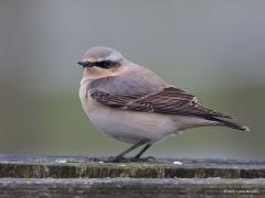 20170412 Tapuit Gisteren het meestal beige getinte vrouwtje. Vandaag twee mannetjes die kleurrijker zijn en best veel onderling in kleur kunnen verschillen. Ze kunnen erg contrastrijk zijn, nog meer dan hier op de foto's. De witte stuit en witte staart met een omgekeerde zwarte 'T' erop zijn belangrijke kenmerken.