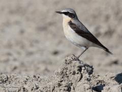 20180518 Tapuit Een voor deze mooie vogel typerende foto. Fier loert ie de directe omgeving af op vliegjes of andere insecten. Slim dat ie is, is ie op een kluitje zand gaan staan, zo iets hoger geeft een beter uitzicht. Je vind hem op dit soort open akkers waaraan zijn kleuren zijn aangepast. Je moet dan ook goed de grond afzoeken anders zie hem over het hoofd. Dit is een mannetje. Je ziet ze bij ons alleen nog maar in de trektijd.