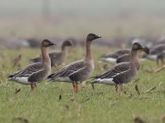 20170207 Rietgans of Toendrarietgans De Matjes Nieuwmoer