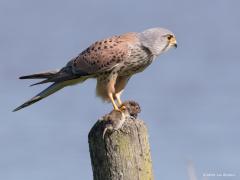 20180512 Torenvalk Op de vorige foto zat meneer nog in een boompje. Even later staat ie op een weipaal met een mals maaltje tussen de poten. Hij had honger of vertrouwde me want hij liet me uitgebreid zien hoe een muis wordt gedemonteerd. Een beetje luguber is het wel. Laat weer zien hoe hard de natuur is. Ik moest denken; wat is nu het verschil tussen de dood van dit muisje en de dood van een hert in de Oostvaarders plassen?