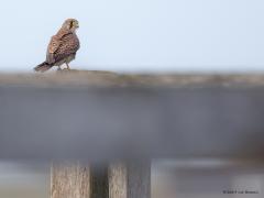 20190114 Torenvalk Deze foto was net kantje boord, mevrouw zat net hoog genoeg, kwam net uit boven een afrasteringsplank in de voorgrond. Ik probeerde nog beter dichterbij te komen maar dat liet ze niet toe, ze was meteen gevlogen.