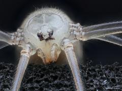 20180109 Grote trilspin Je kent deze spin vast wel want je vind hem vast ook in jouw huis. Heel lange poten heeft ie, daarom noemen ze hem ook wel hooiwagenspin. Deze kop is maar ca. 1 mm groot, het lijf ca. 5 mm, maar die poten kunnen wel 50 mm lang zijn. Is er gevaar dan gaan ze snel wippen op die lange poten, alsof ze bibberen of sidderen, de ander weet niet meer duidelijk wat er wordt gezien en zo hoopt de spin niet te worden opgegeten. Sidderspin noemen ze hem ook wel. Weinig kleur hebben ze. Ze hebben