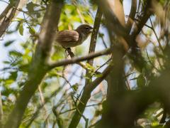 20180523 Tuinfluiter Een foto die alleen door personen die al wat kennis hebben van vogels echt zal worden gewaardeerd denk ik. Immers, de saai uitziende vogel is maar slecht te zien zo binnen de struik. Maar dat is nu net de mop bij dit vogeltje. De tuinfluiter fluit er lustig op las maar altijd goed verscholen binnen een struik. Je ziet ze niet makkelijk, ze laten zich zelden lekker vrij volledig in beeld zien. Geef mij maar de veiligheid binnen een takkenwirwar denken ze. Je mag ze dus niet makkelijk zie