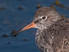 20180913 Tureluur Met een flinke telelens en veel pixels in je camera kun je soms een vogel wat beter in de ogen kijken. Het gaat relatief goed met de tureluur en dat komt mede door het liefdesleven. In principe is een stel elkaar trouw, maar als een van de twee in het voorjaar niet op tijd komt opdagen in hun broedgebied, dan papt de wachtende vogel het zonder scrupules met de buurman of –vrouw aan. Als de partner dan alsnog terugkomt, kiest die meestal eieren voor zijn of haar geld, en neemt die de bedrog