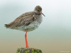 20180910 Tureluur Een echte weidevogel is de tureluur, wel het meest te zien in de buurt van water. Van de vier weidevogels die tot de kernsoorten worden gerekend - tureluur, grutto, scholekster en kievit - komt de tureluur het minst voor. Maar hij gaat veel langzamer in aantal achteruit dan die andere drie, die allemaal in hoog tempo achteruit hollen. Dat komt deels door zijn onstuimige liefdesleven. Hij is bijvoorbeeld niet alleen afhankelijk van boerenland; hij is ook tevreden in greppels, langs slootjes