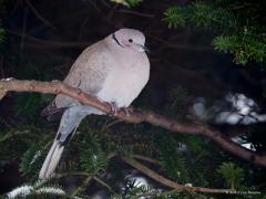 20171216 Turkse Tortel Naast de houtduif woont er ook een koppeltje turkse tortels in onze tuin. Bij slecht weer zitten ze graag goed beschut in een groenblijvende boom, den of conifeer. Ze worden maar gewoontjes gevonden, toch hebben we best veel lol van kun trouwe aanwezigheid. De eerste broedgevallen in Nederland vonden nog niet zo lang geleden plaats in Nederland, in 1950 om precies te zijn. Dit paste binnen een naar het noordwesten gerichte uitbreidingsgolf, waarbij grote delen van Europa bezet werden.