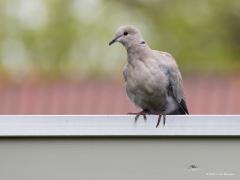 20190918 Turkse tortel Toen ik dinsdag opstond en met mijn slaperige ogen de tuin in keek zag ik op ons gazonnetje iets liggen. Ik kon niet goed zien wat het was, iets van een plastic zakje of zo dacht ik. Helaas bleek het een dode tortel te zijn. Mooi liggend op de rug met de pootjes omhoog. Ik kon geen enkele verwonding zien. Later zagen we op het raam van de schuifpui een stoffig vogelsilhouet, grote kans dat de tortel tegen dat raam is gevlogen met uiteindelijk fatale afloop? Wellicht was het de tortel 