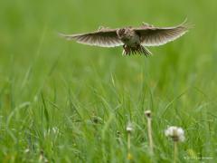 20170705 Veldleeuwerik Steeds minder horen we zijn liedje hoog in de lucht. Van 1985 tot nu zijn twee van de drie veldleeuwerikken in ons land verdwenen. Het zijn echte bodembroeders, liefst in het gras. Daarom zijn ze zo kwetsbaar bij maaien van het gras. Hier komt een veldleeuwerik weer thuis bij zijn nest na een zangvlucht. 