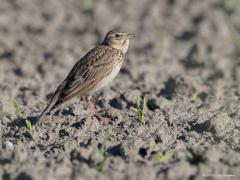 20180603 Veldleeuwerik We kennen deze vogel vooral van zijn fijne liedje hoog in de lucht. Hij hoort thuis in het veld. Onder veld verstaan we hier een stuk open land, een akker, een stuk grond met gewas. Dat laatste is hier het geval, het gewas steekt net de kop uit het zand. Nu maar hopen dat er niet teveel gif gespoten wordt om het gewas te vrijwaren van vlekjes. Voor zijn nestje heeft ie nog een strookje grond met gras nodig dacht ik.