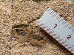 20180908 Vierbandspanner  Een klein nachtvlindertje dat ook alleen in het donker actief is. Dit spannertje wordt niet tot de micro's gerekend ofschoon ie toch maar goed een centimeter groot is wat betreft voorvleugellengte. Waarschijnlijk is ie momenteel ook bij jullie in de tuin te vinden want hij komt veel voor. Is dus heel algemeen maar is wel best moeilijk goed op naam te brengen. De vliegtijd is van half april tot begin september in twee, soms drie generaties. De vlinders kunnen gemakkelijk worden opge