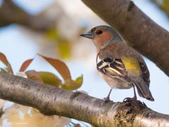 20171205 Vink Toen ik deze foto maakte zaten aan onze kersenboom nog blaadjes en was de vink in topconditie. Best mooie kleuren heeft het mannetje. Ook nu in de winter is het nog steeds een mooie vogel waaraan in de tuin veel plezier beleefd kan worden. Hij maakt dankbaar gebruik van de voedertafel. Het vrouwtje is minder opvallend gekleurd, maar de twee witte vleugelstrepen op beide vleugels zijn ook bij het vrouwtje aanwezig. De vink heeft een grote, krachtige snavel die typerend is voor zaadeters. Vinken