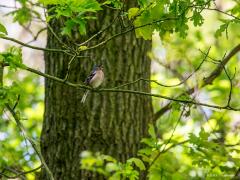 20190517 Vink Het voorjaar is extra mooi door het frisse nieuwe groen aan bomen en struiken. Zoals hier waar de zon het groen oplicht tot geel aan toe. De sfeer wordt compleet gemaakt door een zingende vink.