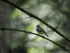 20190619 Vink In elk bos kom je hem wel tegen. De Vink is immers na de Merel de talrijkste broedvogel in Nederland. Hoe meer oude bomen, hoe meer Vinken. De dichtheid is dan ook het hoogst in de bosrijke gebieden op de hoge gronden. Bij onze huizen en tuinen ontbreekt ie ook niet. Vrijwel alle beschikbare broedhabitat is tegenwoordig wel bezet. Zijn vinkenslag kent daarom iedereen wel.