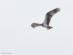 20171006 Visarend Een van de leukere vogelbelevenissen in Nederland lijkt me het zien van een visarend die een vis vangt. Ik had die mazzel een keer in de Biesbosch. Ik kon er een serie foto's van maken. De foto's zijn niet al te best dus ik moet de komende jaren nog eens terug in de hoop betere te kunnen maken. Gelukkig gaat het goed met de visarend in de Biesbosch en zien we ze daar steeds vaker.