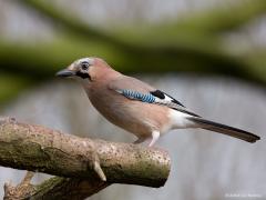 20181129 Gaai Een ondergewaardeerde vogel denk ik, zowel wat uiterlijk betreft als van gedrag. Vroeger mochten we hem Vlaamse gaai noemen, in de volksmond ook wel schreeuwekster of hannebroek. De gaai is 32 tot 35 cm lang. De vogel kan bij opwinding de kruinveren opzetten die afwisselend licht van kleur en zwart zijn.