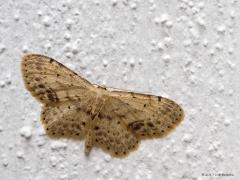 20170720 Vlekstipspanner Vanmorgen zag ik weer dit kleine nachtvlindertje, in huis zelfs, in het portaaltje bij de achterdeur. Niet groot is ie, een voorvleugellengte van 9 a 11 mm. Een strokleurig witachtige tot grijsachtig lichtbruine stipspanner. De middenstippen zijn altijd goed zichtbaar. De centrale dwarslijnen zijn doorgaans dun en, met uitzondering van de stipjes op de aderen, meestal vaag zichtbaar. Heel opvallend is de dikke stip waarmee de lijn op de voorrand van de voorvleugel uitkomt. De stipsp