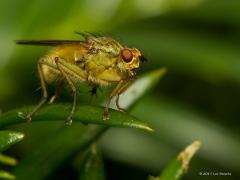 20170309 Strontvlieg In het Engels heet ie niet voor niets The Golden Dung Fly. Je moet immers echt aan goud denken door die mooie kleur en glans. Het is de mooiste familie van de strontvliegen denk ik die je gewoon in je tuin tegen kunt komen.