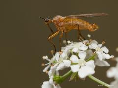 20170918 Vlieg Er zijn heel veel vliegen. Ze horen tot de tweevleugeligen (Diptera). De meest bekende is natuurlijk de huisvlieg, een lid van de echte vliegen familie. Maar er zijn meer dan honderd families.  De belangrijkste karakteristiek van vliegen binnen de orde van de tweevleugeligen is dat zij sterk gereduceerde antennes hebben. Deze heeft daarnaast een kleine kop en een steeksnuit.