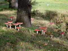 20191025 Vliegenzwam Je weet wel, rood met witte stippen. Hier onmiskenbaar te zien. Zag echter geen kabouters, daarvoor moet ik natuurlijk straks in het donker terug gaan. Evenmin zag ik vliegen. Wel zie ik nu op enkele plaatsen heel veel vliegenzwammen. De omstandigheden daar zijn daarvoor dit jaar kennelijk erg gunstig.