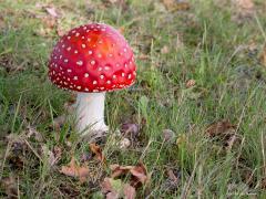 20191025 Vliegenzwam Je weet wel, rood met witte stippen. Hier onmiskenbaar te zien. Zag echter geen kabouters, daarvoor moet ik natuurlijk straks in het donker terug gaan. Evenmin zag ik vliegen. Wel zie ik nu op enkele plaatsen heel veel vliegenzwammen. De omstandigheden daar zijn daarvoor dit jaar kennelijk erg gunstig.