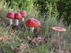 20191025 Vliegenzwam Je weet wel, rood met witte stippen. Hier onmiskenbaar te zien. Zag echter geen kabouters, daarvoor moet ik natuurlijk straks in het donker terug gaan. Evenmin zag ik vliegen. Wel zie ik nu op enkele plaatsen heel veel vliegenzwammen. De omstandigheden daar zijn daarvoor dit jaar kennelijk erg gunstig.