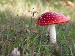 20191025 Vliegenzwam Je weet wel, rood met witte stippen. Hier onmiskenbaar te zien. Zag echter geen kabouters, daarvoor moet ik natuurlijk straks in het donker terug gaan. Evenmin zag ik vliegen. Wel zie ik nu op enkele plaatsen heel veel vliegenzwammen. De omstandigheden daar zijn daarvoor dit jaar kennelijk erg gunstig.