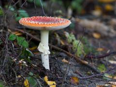 20171009 Vliegenzwam Dit jaar heel veel paddenstoelen lees ik in de krant. Ben er zelf eigenlijk nog nooit op uitgegaan met de camera om deze stoelen vast te leggen. Is wellicht toch wel de moeite zoals deze mooie vliegenzwam bewijst. En, ze zijn heel wat minder beweeglijk dan die voorzichtige vogels.