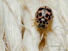 20171230 Vloeivleklieveheersbeestje Niet iedereen zal dit lieveheersbeestje kennen denk ik. Van deze familie kevertjes, de Coccinellidae, komen er in Nederland een kleine zestigtal soorten voor. Ze zijn 2 tot 10 millimeter groot. Dit vloeivlekje is slechts ca. 4 mm groot. De vervloeide vlekjes op de schilden kun je goed zien. Het is een gewone soort op de zandgronden van Oost- en Zuid-Nederland, maar heel erg zeldzaam in de duinen en op de kleigronden van West- en Noord-Nederland. De kevertjes en de larven 