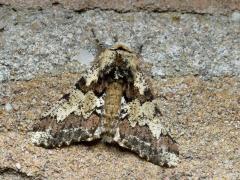 20170314 Vroege spanner Goed opletten bij de buitenlamp rond deze tijd want deze mooie spanner vliegt momenteel rond. Hij is vrij algemeen, vooral op de zandgronden en in de duinen. Elders lokaal voorkomend, verspreid of zeldzaam.