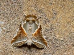 20170925 Vuursteenvlinder Zelf vind ik dit een hele mooie (nacht)vlinder. Komt misschien ook omdat ik steeds de flits gebruik waardoor de kleuren extra fris over komen. Hij behoort tot de familie van de Eenstaartjes. Nu zul je hem niet meer aan treffen, hij vliegt namelijk van half juni tot begin augustus in één generatie; een partiële tweede generatie is zeldzaam. De vlinders zijn actief vanaf de schemering en komen zowel op smeer als op licht. Op de voorvleugels van de vuursteenvlinder bevindt zich een op