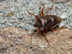 20170801 Roodpootschildwants Als je naar nachtvlinders zoekt bij de buitenlamp zul je ook wantsen vinden, sommige daarvan komen namelijk ook op licht af. Wantsen zijn eigenlijk best mooie insecten. Deze noemen ze ook wel boswants. Hij is familie van cicaden en plantenluizen. We hebben een kersenboom in de tuin staan, wellicht kwam daarom deze wants op bezoek.