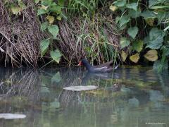 Waterhoen / Gallinula chloropus / 20190606 Als je langs de beek gaat zitten komen vast deze twee uiterst succesvolle vogels voorbij gezwommen. Vooral die meerkoet is een vogel die erg succesvol is, in die zin dat ie veel aanwezig is in Europa, Noord-Afrika, Azië en Australië. Bij ons waren in 2015 ca. 140.000 broedparen aanwezig. Buiten de broedtijd komen er grote groepen doortrekkers en wintergasten voor. Het waterhoentje komt minder voor maar is bij ons toch ook een vaste vogel 