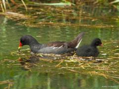 20190814 Waterhoen Komt een oeverloper maar af en toe als toevallige passant voorbij aan onze grote beek, heel anders is dat met het waterhoen. Iedereen kent deze watervogel uit de familie van de rallen want hij is heel algemeen, ofschoon minder algemeen als de meerkoet daar. Het waterhoen is gemakkelijk te herkennen met de rode snavel met gele punt en rode bles. Ook herkenbaar is dat ie tijdens het zwemmen of lopen het staartje omhoog richt. Ze zijn talrijk omdat ze goed zijn in broeden, ze hebben wel tot 