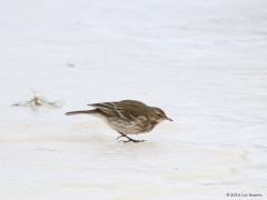 20180215 Waterpieper Wat groter in beeld en zo de kenmerken wat beter te herkennen.