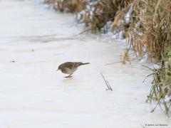 20180215 Waterpieper Een paar jaar terug waren in februari alle sloten in de Biesbosch dichtgevroren. Daar fotografeerde ik toen deze ijsloper. Aan de lange achternagel te zien moest het wel een pieper zijn. Een ijspieper dus maar die bestaat niet. Thuis op de pc kon ik het beter zien, het was een waterpieper. Kennelijk is ijs ook water. De waterpieper lijkt in de winter sterk op de graspieper en de oeverpieper. De waterpieper is iets groter dan de graspieper (15,5 tot 17 cm), vaalwit van onder en grijsbrui