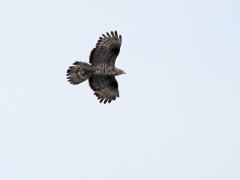 20110808 Wespendief