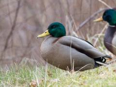 20180804 Wilde eend Heel alledaags, heel gewoon, een beetje verguisd, onze wilde eend. Hopelijk blijft ie nog lang alledaags. De enige eendensoort die gekrulde staartveren heeft. Gedurende de winter worden koppeltjes gevormd, waarbij het er soms heftig aan toe gaat; niet zelden proberen de vogels elkaar te verdrinken om zo rivalen te elimineren.