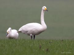 20170214 Wilde zwaan Tussen de kleine daar bij De Pannenhoef zitten slechts enkele grotere wilde zwanen. Het geel op de snavel loopt door tot onder het neusgat.