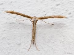 20190927 Windevedermot Nog eenmaal een vedermotje. Deze windevedermot landde in het donker bij onze buitenlamp. Op de muur fotografeerde ik hem en daarbij vloog ie op en vloog ie naar binnen in ons portaaltje. Daar op het stuckwerk maakte ik deze foto's. Heel goed is te zien hoe iel deze beestjes gebouwd zijn. Als je de bevedering, de beharing, weg denkt dan houd je al helemaal niets over. Toch werkt alles, ook de spiertjes voor pootjes en vleugels. Ik wou dat mijn spiertjes net zo efficient waren als van d