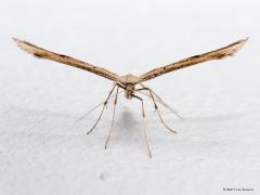 20190927 Windevedermot Nog eenmaal een vedermotje. Deze windevedermot landde in het donker bij onze buitenlamp. Op de muur fotografeerde ik hem en daarbij vloog ie op en vloog ie naar binnen in ons portaaltje. Daar op het stuckwerk maakte ik deze foto's. Heel goed is te zien hoe iel deze beestjes gebouwd zijn. Als je de bevedering, de beharing, weg denkt dan houd je al helemaal niets over. Toch werkt alles, ook de spiertjes voor pootjes en vleugels. Ik wou dat mijn spiertjes net zo efficient waren als van d