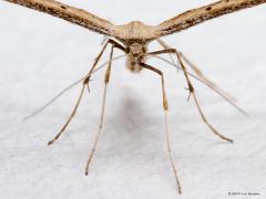 20190927 Windevedermot Nog eenmaal een vedermotje. Deze windevedermot landde in het donker bij onze buitenlamp. Op de muur fotografeerde ik hem en daarbij vloog ie op en vloog ie naar binnen in ons portaaltje. Daar op het stuckwerk maakte ik deze foto's. Heel goed is te zien hoe iel deze beestjes gebouwd zijn. Als je de bevedering, de beharing, weg denkt dan houd je al helemaal niets over. Toch werkt alles, ook de spiertjes voor pootjes en vleugels. Ik wou dat mijn spiertjes net zo efficient waren als van d