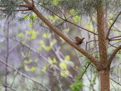 20190419 Winterkoning Een van de leukste vogeltjes die je bij een boswandeling tegen kunt komen, naar mijn mening toch. Als je zijn liedje hoort geloof je haast niet dat al dat geluid uit zo'n klein vogeltje kan komen, want klein is ie zeker. Het liedje is vaak te horen en goed herkenbaar. Het leuke rechtop staande staartje is ook kenmerkend. Het mannetje maakt meerdere nestjes waarvan het vrouwtje er dan eentje uit kiest. Ze zijn kwetsbaar in de winter, ze verliezen te gemakkelijk warmte en in strenge wint